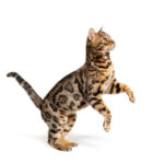 Side view of a Bengal cat jumping up, isolated on white